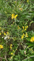 Genista maderensis