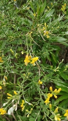 Genista maderensis