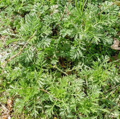 Artemisia afra