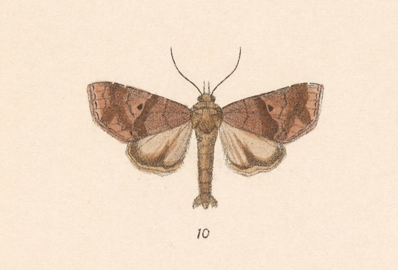 Radara nealcesalis