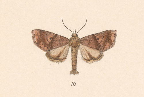 Radara nealcesalis