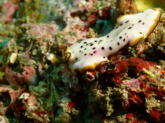 Pseudoceros nipponicus