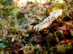 Pseudoceros nipponicus