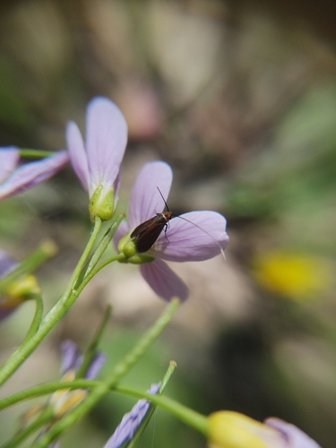Cauchas rufimitrella