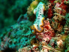 Pseudoceros nipponicus