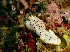 Pseudoceros nipponicus