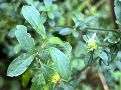 Achyropsis leptostachya
