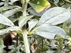 Achyropsis leptostachya
