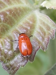 Coptocephala pallens