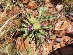 Acanthopsis hoffmannseggiana
