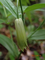 Disporum sessile
