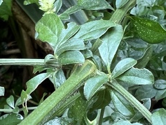 Achyropsis leptostachya