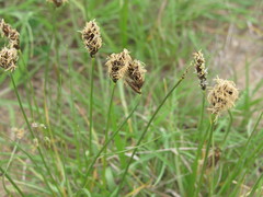 Carex stenophylla