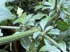 Achyropsis leptostachya