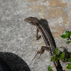Takydromus tachydromoides