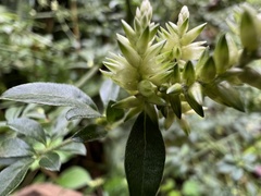 Achyropsis leptostachya