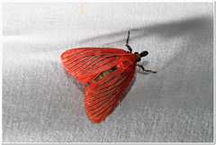 Arctioblepsis rubida