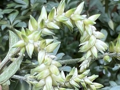 Achyropsis leptostachya