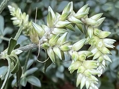 Achyropsis leptostachya