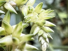 Achyropsis leptostachya