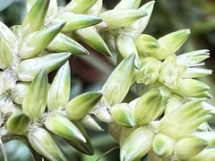 Achyropsis leptostachya