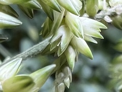 Achyropsis leptostachya