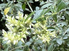 Achyropsis leptostachya