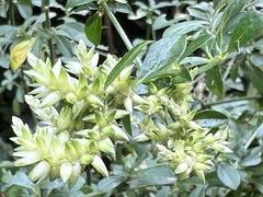 Achyropsis leptostachya
