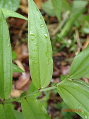 Disporum sessile