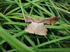 Krananda latimarginaria