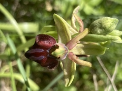 Ophrys sphegodes grammica