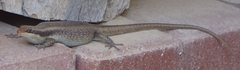 Trachylepis wahlbergii
