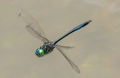 Hemicordulia eduardi