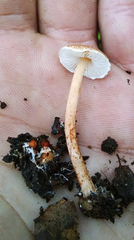 Lepiota castanea