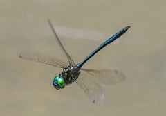 Hemicordulia eduardi