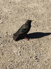 Sturnus vulgaris