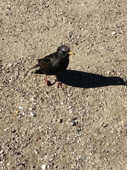 Sturnus vulgaris