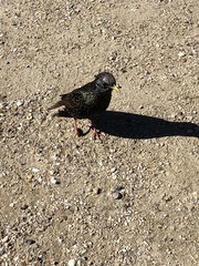Sturnus vulgaris