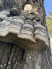 Fomes fomentarius