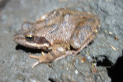 Rana dalmatina