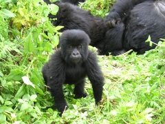 Gorilla beringei beringei