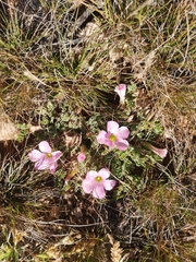 Oxalis hirsuta