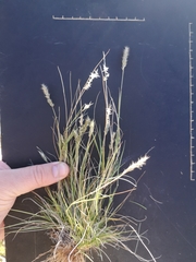 Enneapogon desvauxii