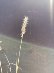 Enneapogon desvauxii