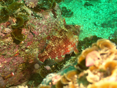 Pteragogus enneacanthus