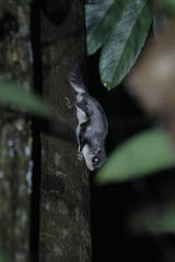 Petinomys setosus