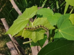 Xanthodes transversa