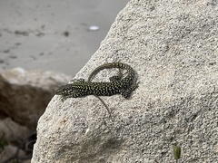 Podarcis muralis colosii