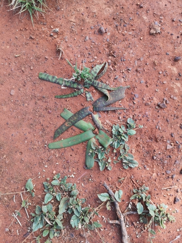 Ledebouria apertiflora