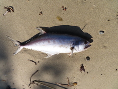 Scomberoides commersonnianus